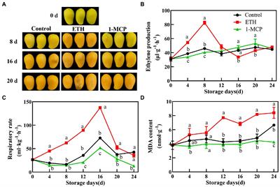 1-Methylcyclopropene counteracts ethylene promotion of fruit softening and roles of MiERF2/8 and MiPG in postharvest mangoes